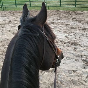 Meet your Posher, Adison